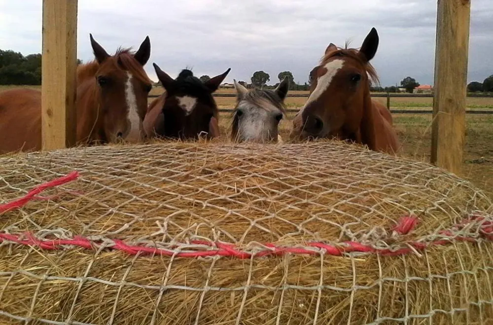 chevaux au préswebp