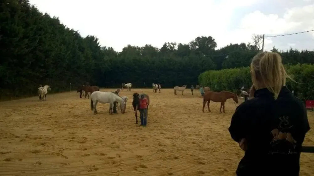 structure des écuries (7)webp