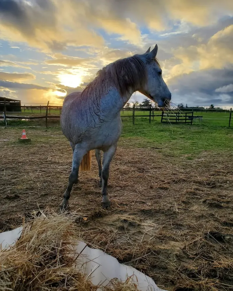 cheval au prés (3)webp