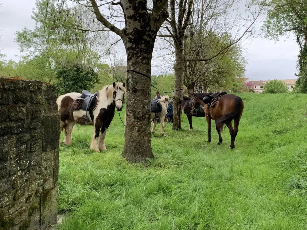 activites equestres (1)