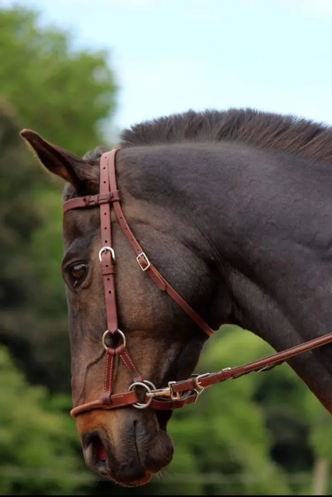 cheval monté sans mordwebp